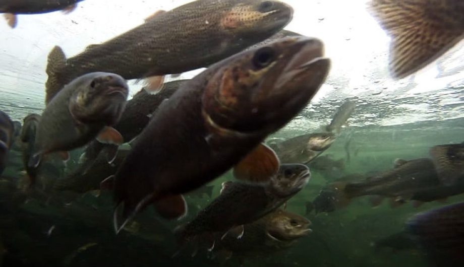 DIY Guide to Fly Fishing the Dolores River in Colorado DIY Fly Fishing