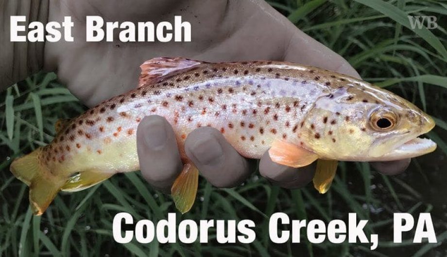 DIY Guide to Fly Fishing Spring Creek in Pennsylvania DIY Fly Fishing