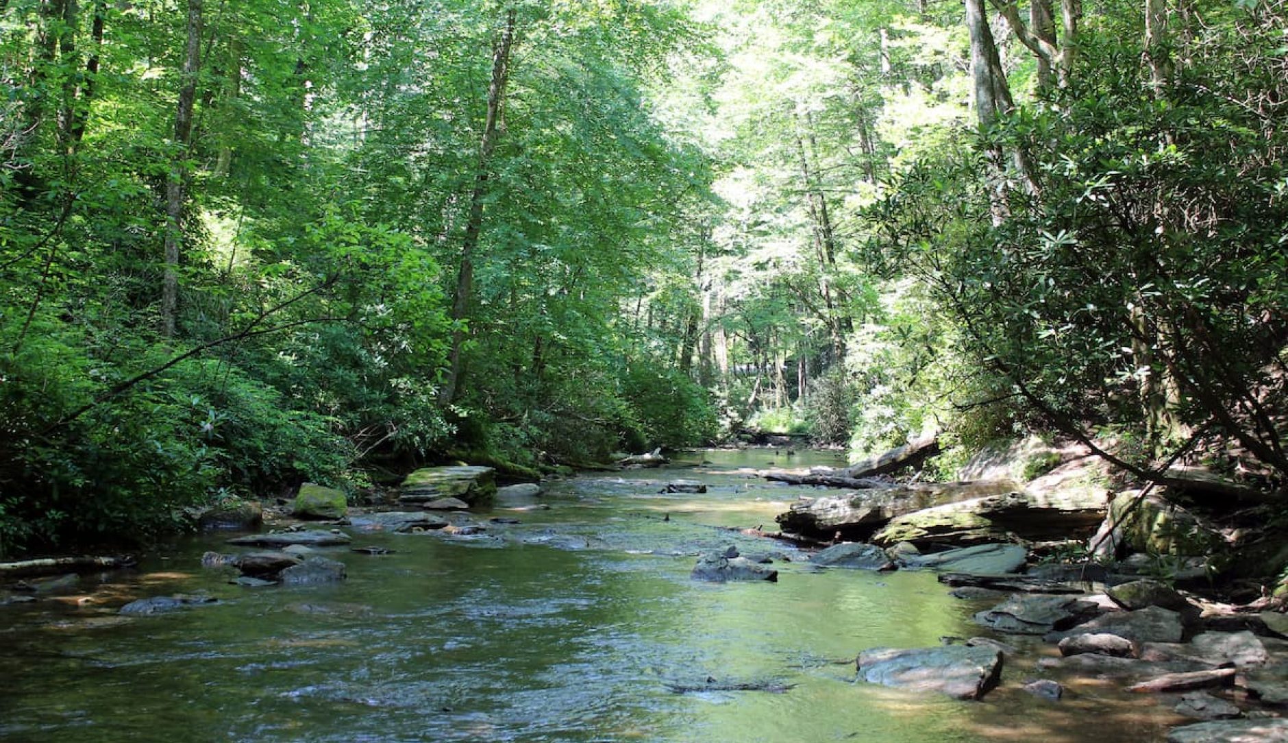 DIY Guide to Fly Fishing the Davidson River in North Carolina DIY Fly
