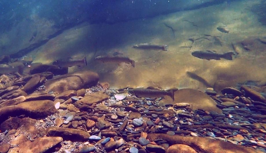 DIY Guide to Fly Fishing Boone Fork Creek in North Carolina DIY Fly