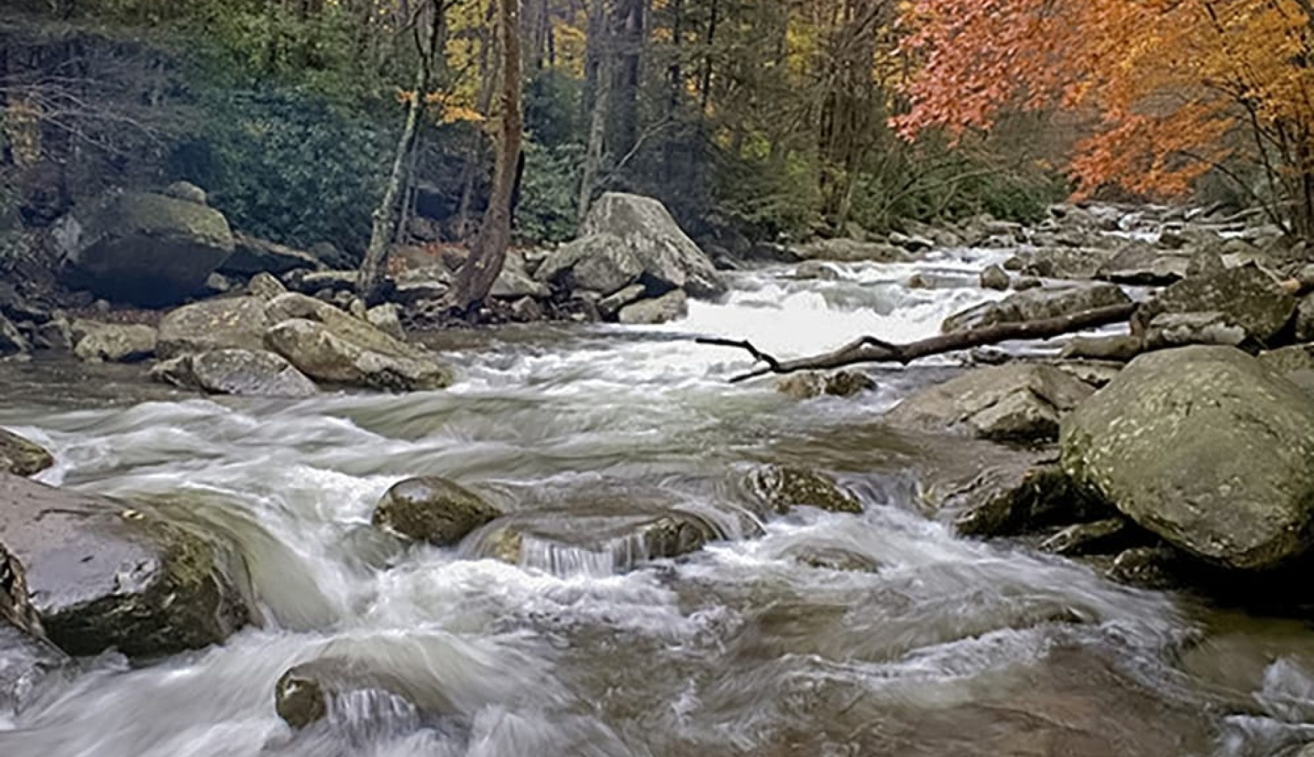 DIY Guide to Fly Fishing West Prong Little Pigeon River in GSMNP DIY