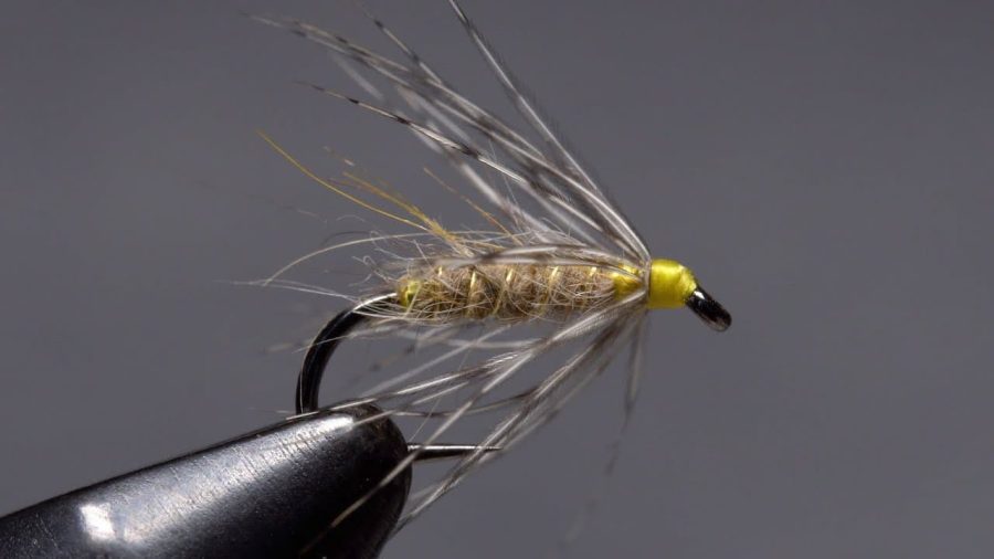 Leisenring Spider fly