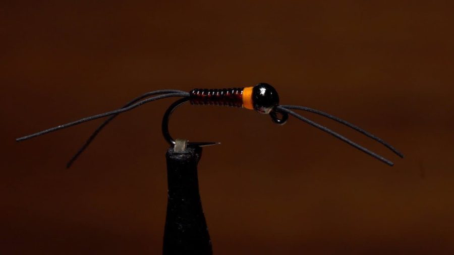 European version of an Early Black Stonefly