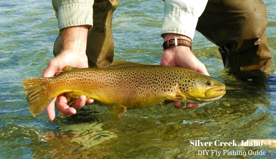 Brown Trout caught in Silver Creek in Idaho