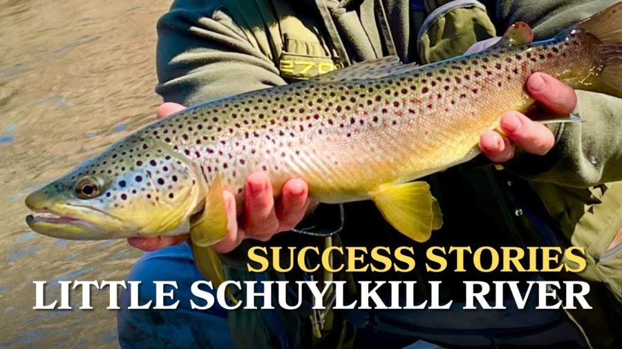 Wild brown trout caught in the Little Schuylkill River near Ringgold, Pennsylvania.